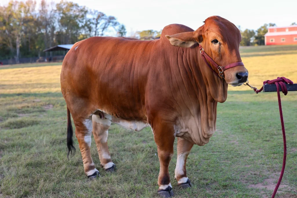 Elite Donors for Quality Herd Development ​