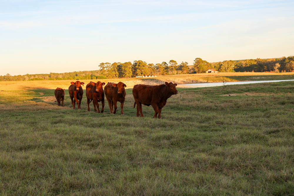 ticosfarmandcattle-cattle-production-bulls