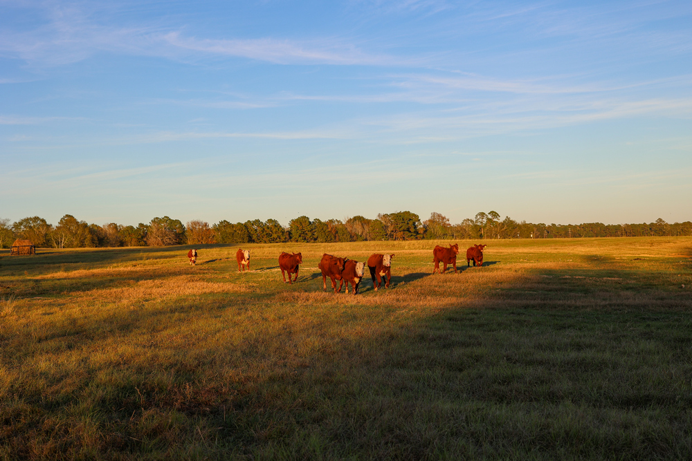 ticosfarmandcattle-cattle-production-calves