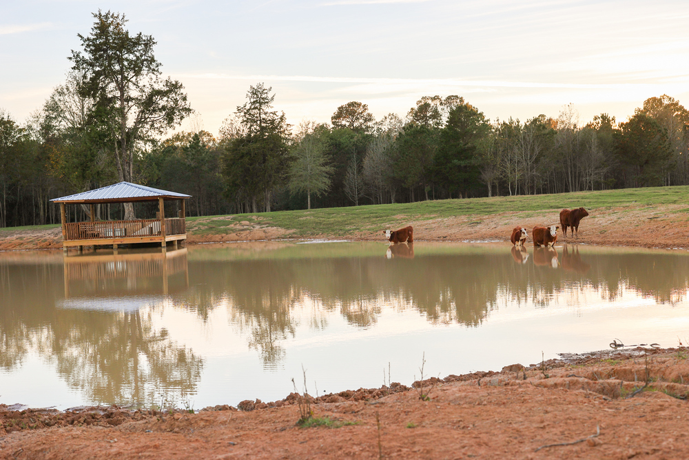 ticosfarmandcattle-cattle-production-cattles-drinking-water