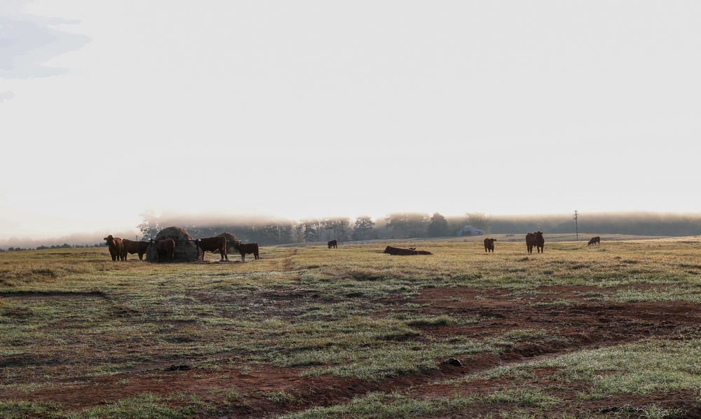ticosfarmandcattle-cattle-production-cattles-ground